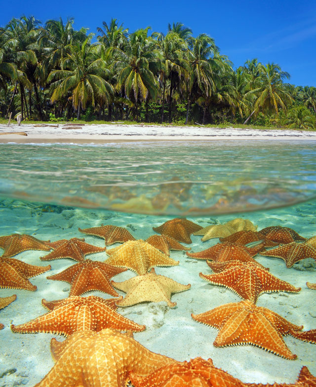 Explore the wonders Starfish Beach, Nayara Bocas del Toro: Bocas del Toro, Panama